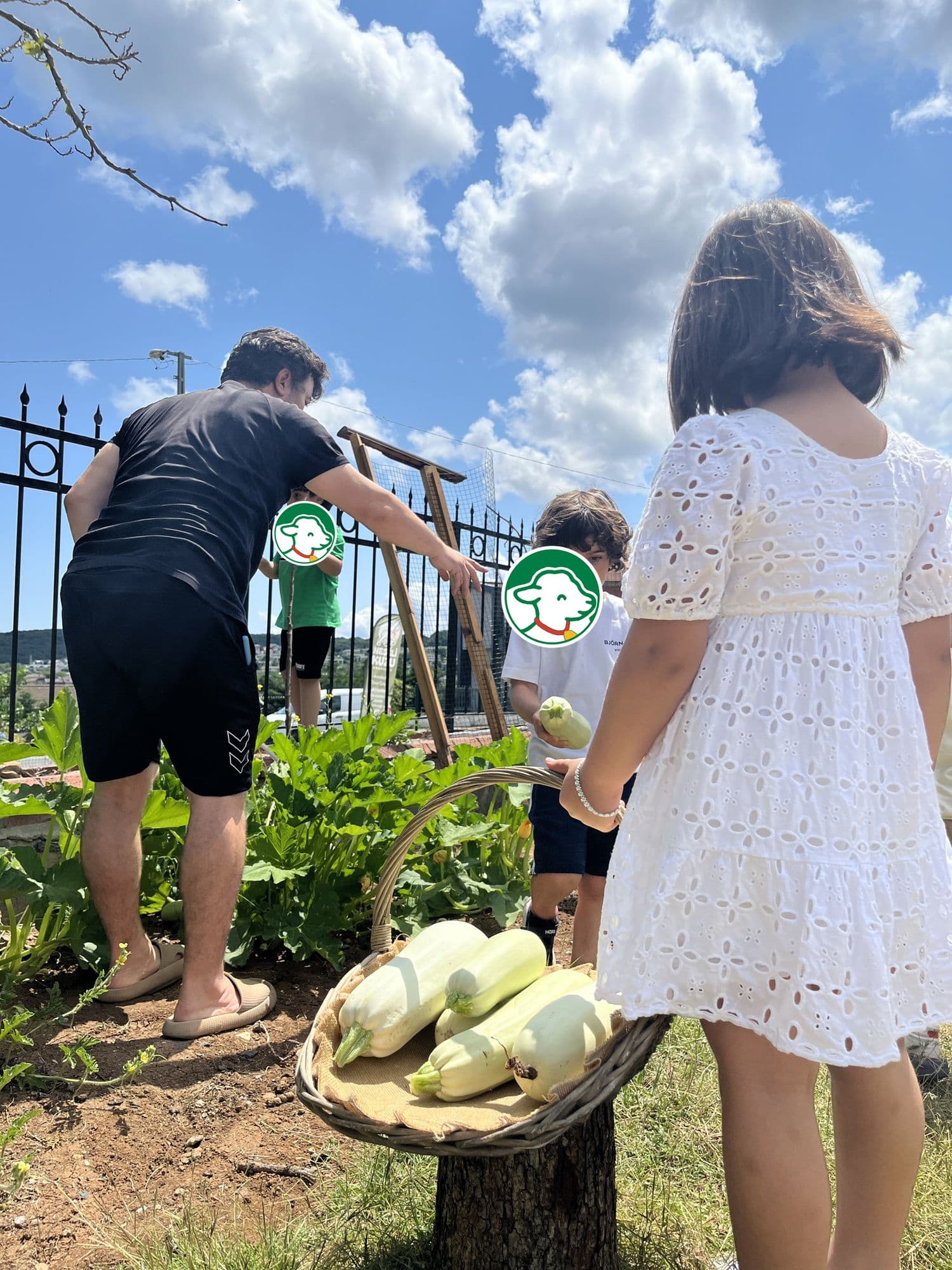 Birlikte hasat – Neşeli Kuzu Anaokulu, Uskumruköy Sarıyer